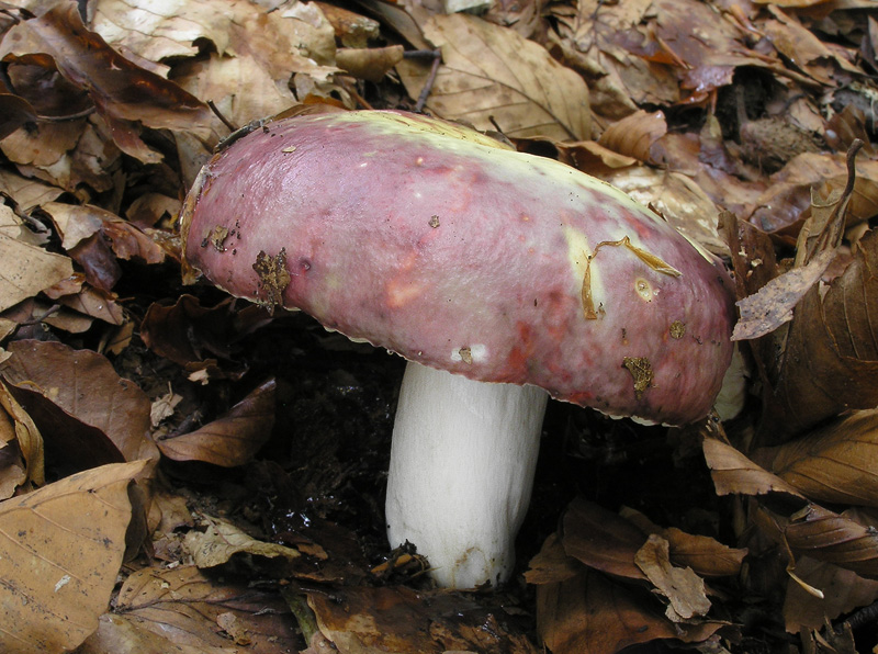 Russula romellii